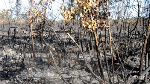 int medio ambiente