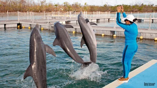 inter reapertura delfines