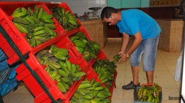Los platanos que antes rechazábamos