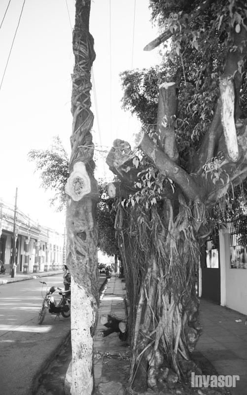 Árbol y poste eléctrico