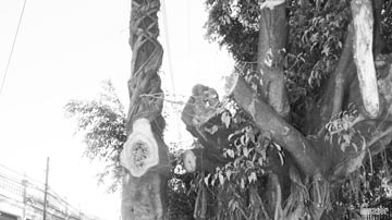 Árbol y poste eléctrico