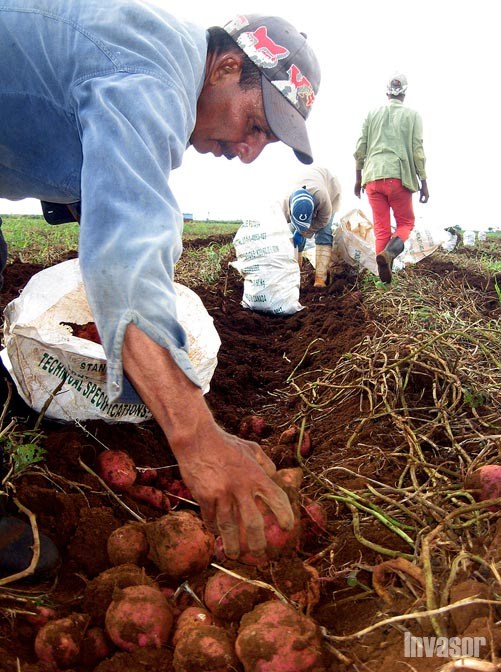 Ciclo corto en la agricultura