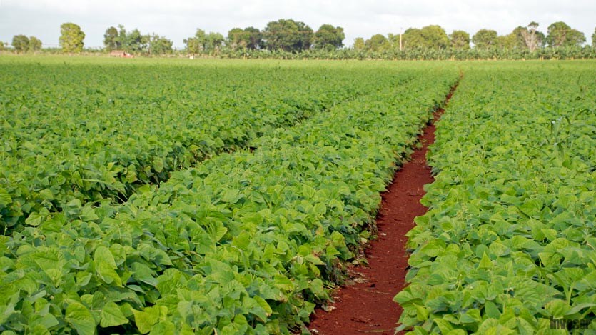 Campo de frijol sembrado de forma compacta