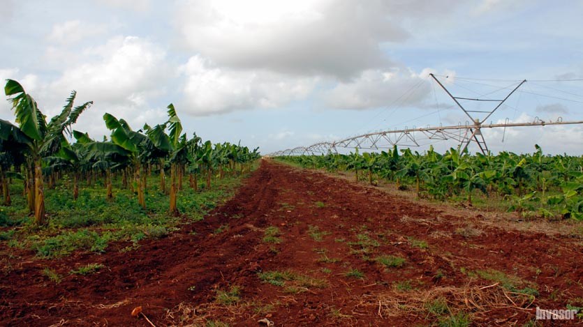 Platanos recuperados