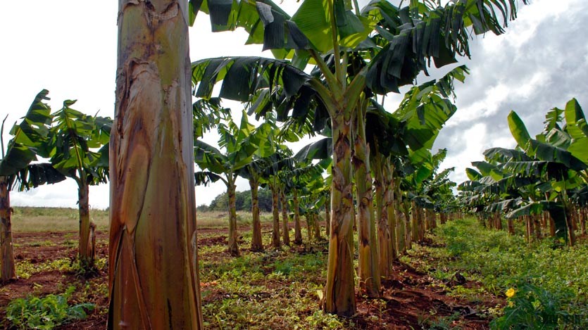 Platano sobreviviente al paso de Irma