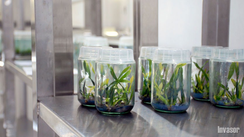  vitroplantas de piña MD-2