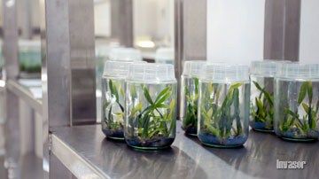  vitroplantas de piña MD-2