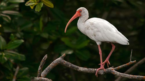 Corocoro blanco