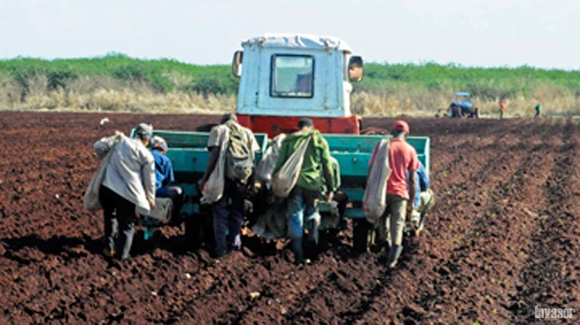 Hombres labrando la tierra