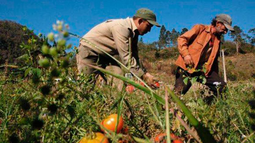cosecha de tomate