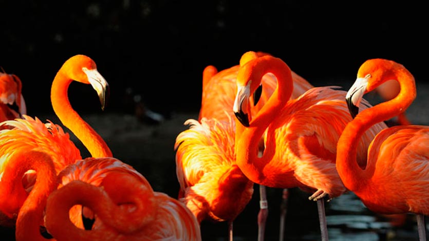Flamencos