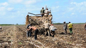 prioridad para siembra de caña