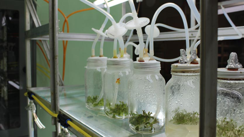 Micropropagación