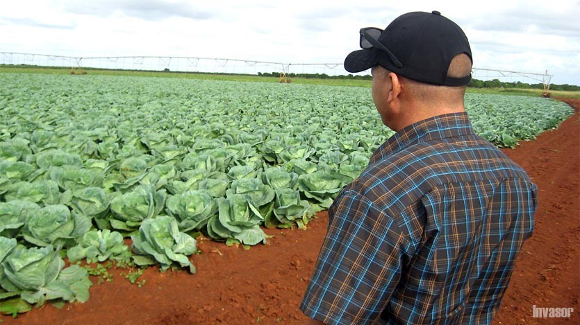 Hombre mirando un campo de col
