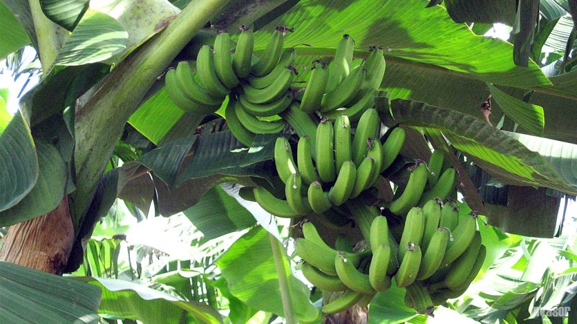 Racimo de plátano