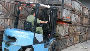 Ruidos y brisas del tomate
