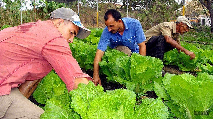 vegetales