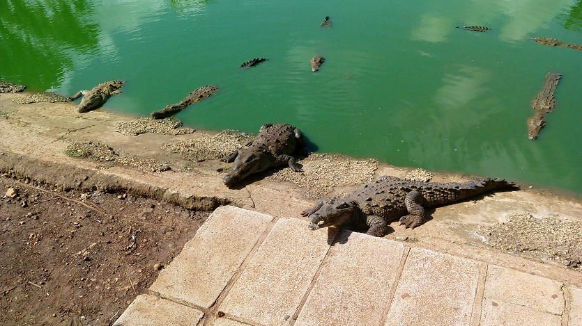 Cocodrilos en Morón