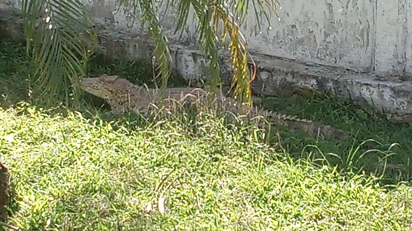 Cocodrilo