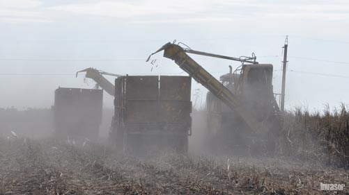 Combinadas cañeras en plena zafra
