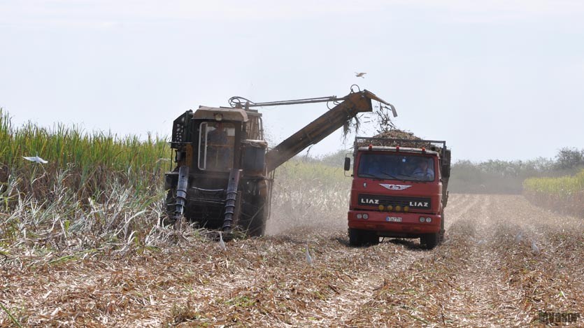 Combinada cañera en plena zafra