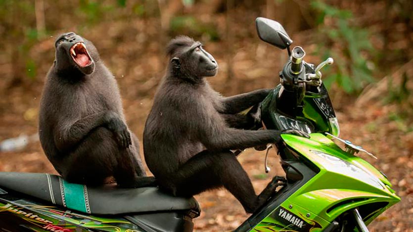Monos encima de una moto