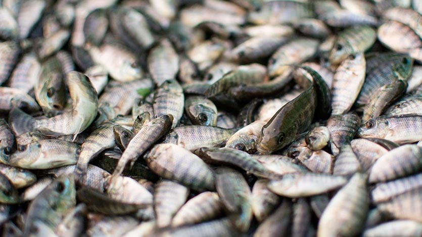 Alevines de tilapia