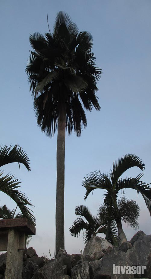 Palma yarey