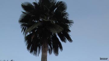 Palma yarey