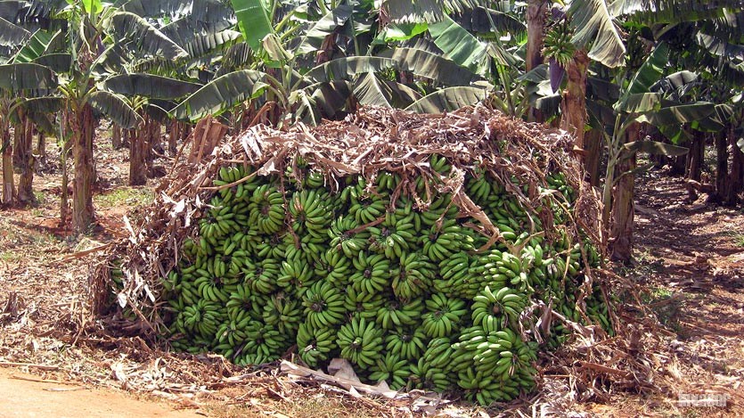 Racimos de plátano