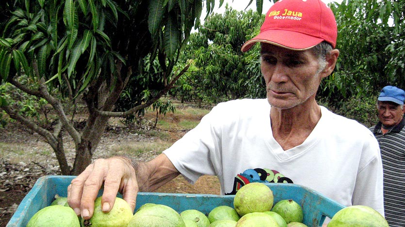 Producción de guayaba