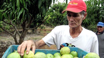 Producción de guayaba
