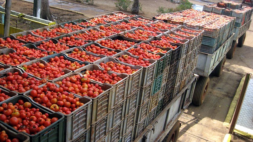 Carreta de tomates