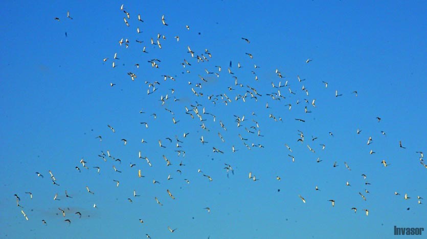 Palomas volando