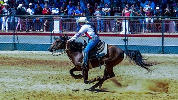 Rodeo