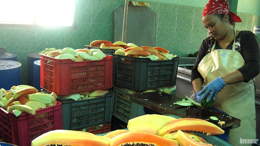 Procesamiento de la fruta bomba