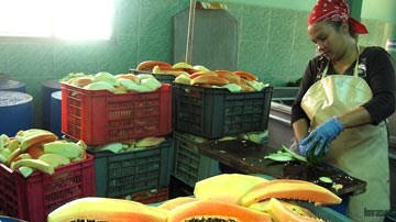 Procesamiento de la fruta bomba