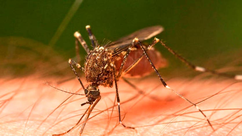 Mosquito picando