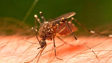 Mosquito picando