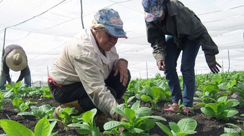 Mujeres sembrando tabaco