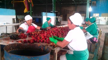 Proceso de producción del pimiento