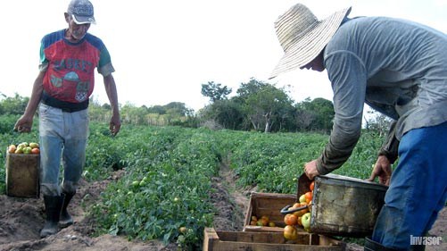 Hombres recogiendo tomate