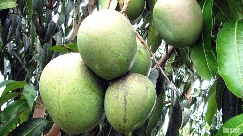 Mangos