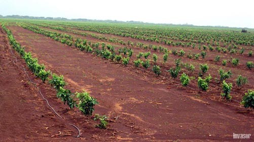Plantaciones de guayaba