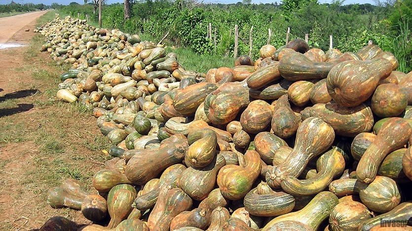 Calabazas