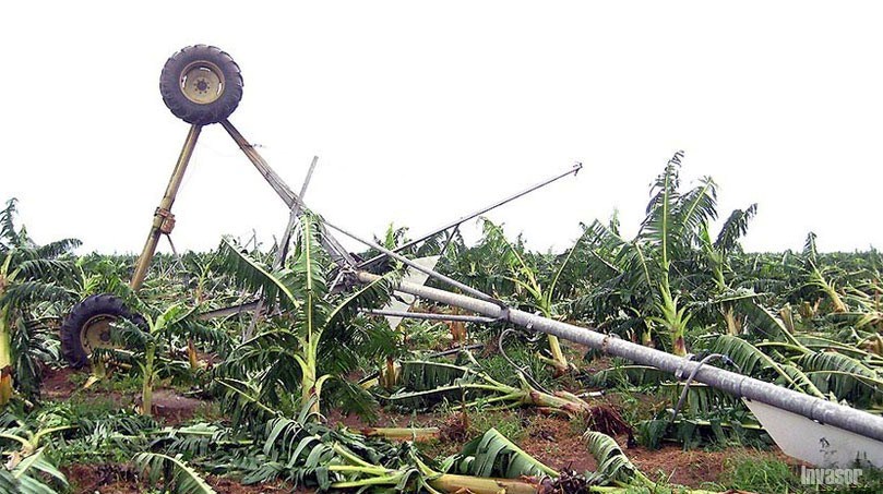 Cultivo de plátanos en el piso