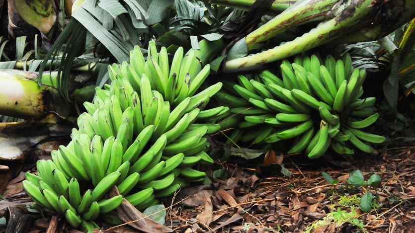 Matas de plátano