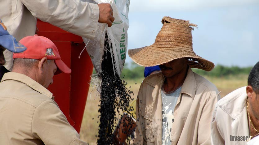 Cosecha de frijoles 