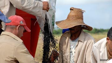 Cosecha de frijoles 