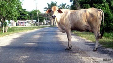 Vaca en la carretera